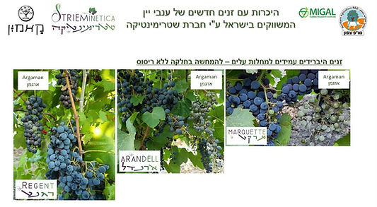 שקופית פתיחה למצגת היכרות.JPG