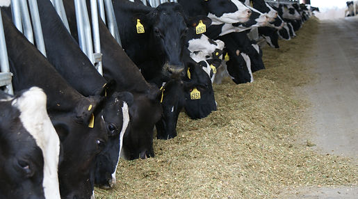 Agriculture Branding & Strategic Marketing