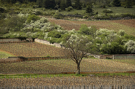 vineyards-landscape-moyen.jpg