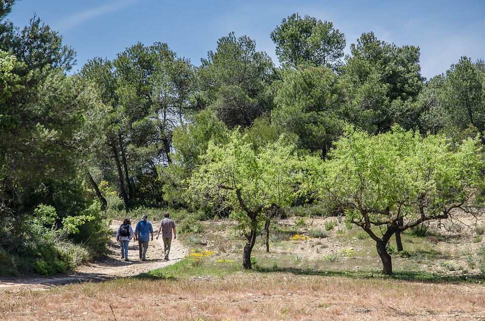 Camí cap a l'arnera