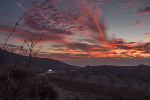 Vinyes a la sortida del sol