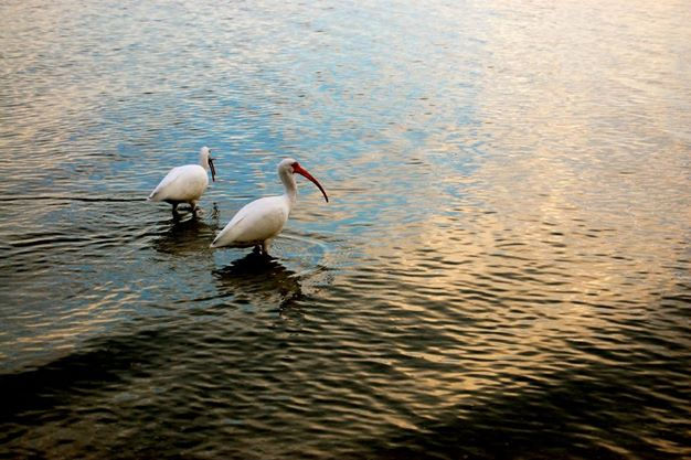 Sarasota, Florida (U.S.A.)