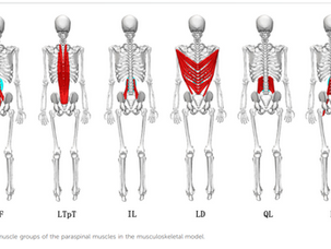 חיזוק עמוד השדרה - התרגילים שיגנו על הגב התחתון שלך משברי דחיסה