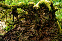 roots1