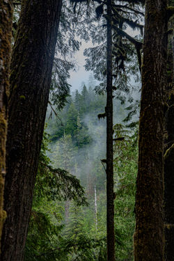 Fogintrees
