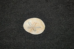 Sanddollar