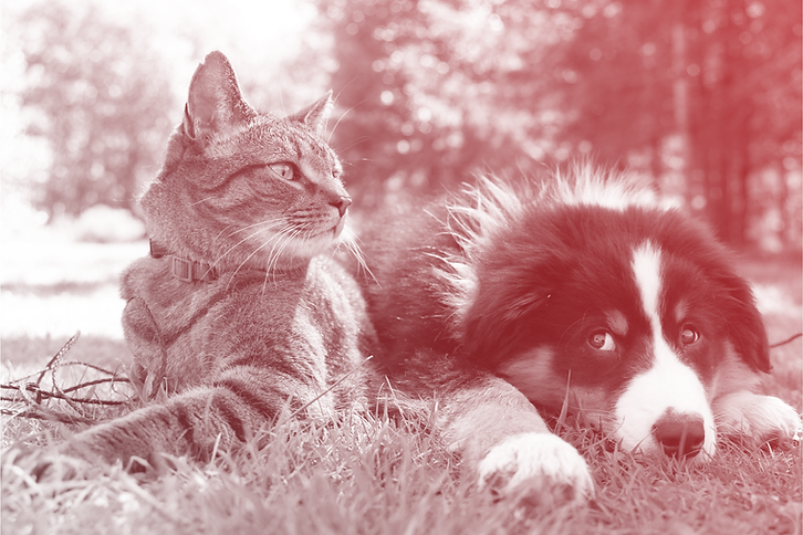 Dog and cat laying in the grass outside