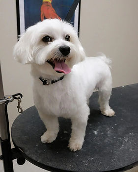 london-dog-grooming