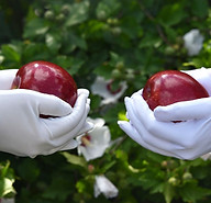 2 apples 2 hands.jpg