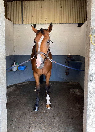 Cheval normandie