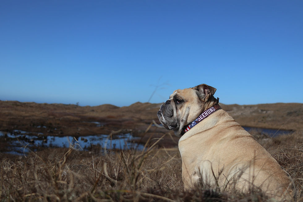 Miniaturbild: Seehund Rot