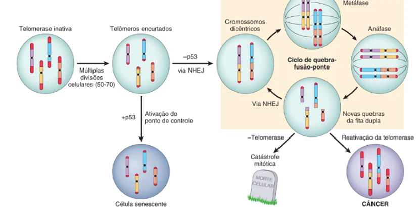 NCS - TBL - AULA 2 - 26/08/24