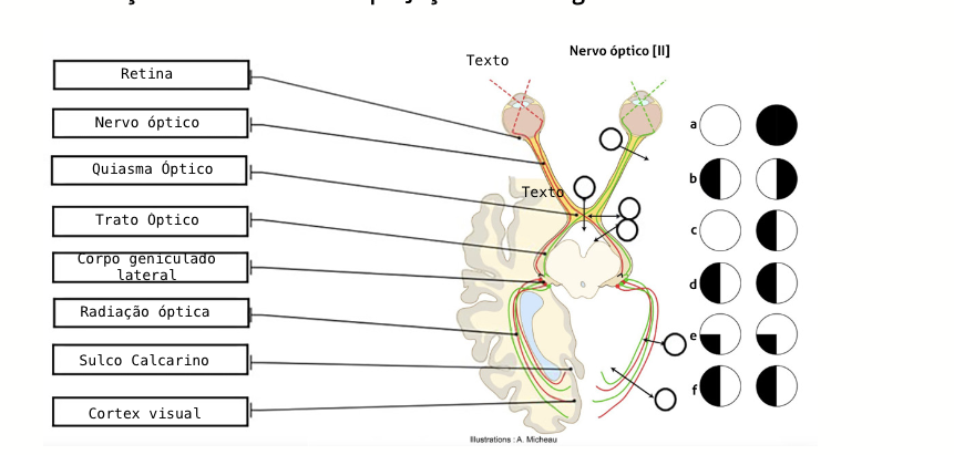 NCS - MORFOLOGIA - SP 2.3 - 04/04/24
