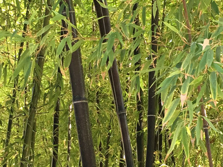 Bamboo: The Unity of the Vietnamese Spirit