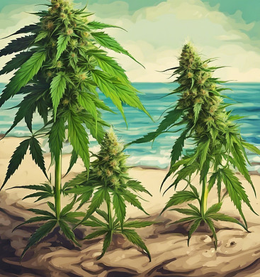 artsy cannabis growing at the beach