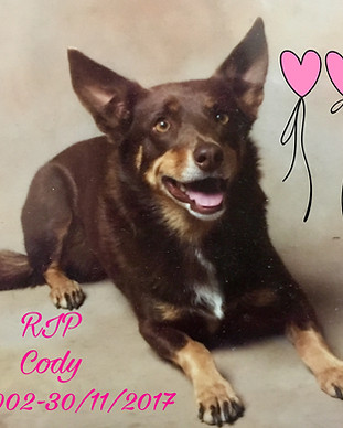 Cody.JPEG