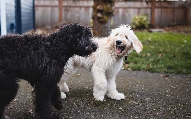 Dog Daycare Sitters Bdogs