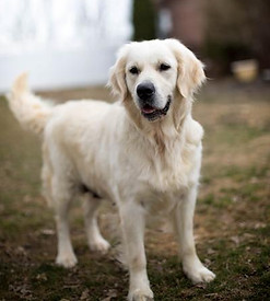 Maggie May