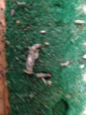 Clothes Moths