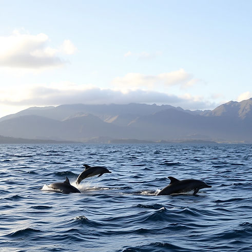 stunning scenery Scottish highlands in distance dolphins.jpg