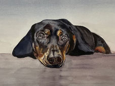 23 x 33 cm. 15 Februar 2026. Black war unser erster Hund. Mein Vater hatte ihn für meine Mutter gekauft. Black war etwas bissig, auf jeden Fall wehrhaft, aber das Krabbelkind aus der Nachbarschaft durfte stets sein Nassfutter essen.