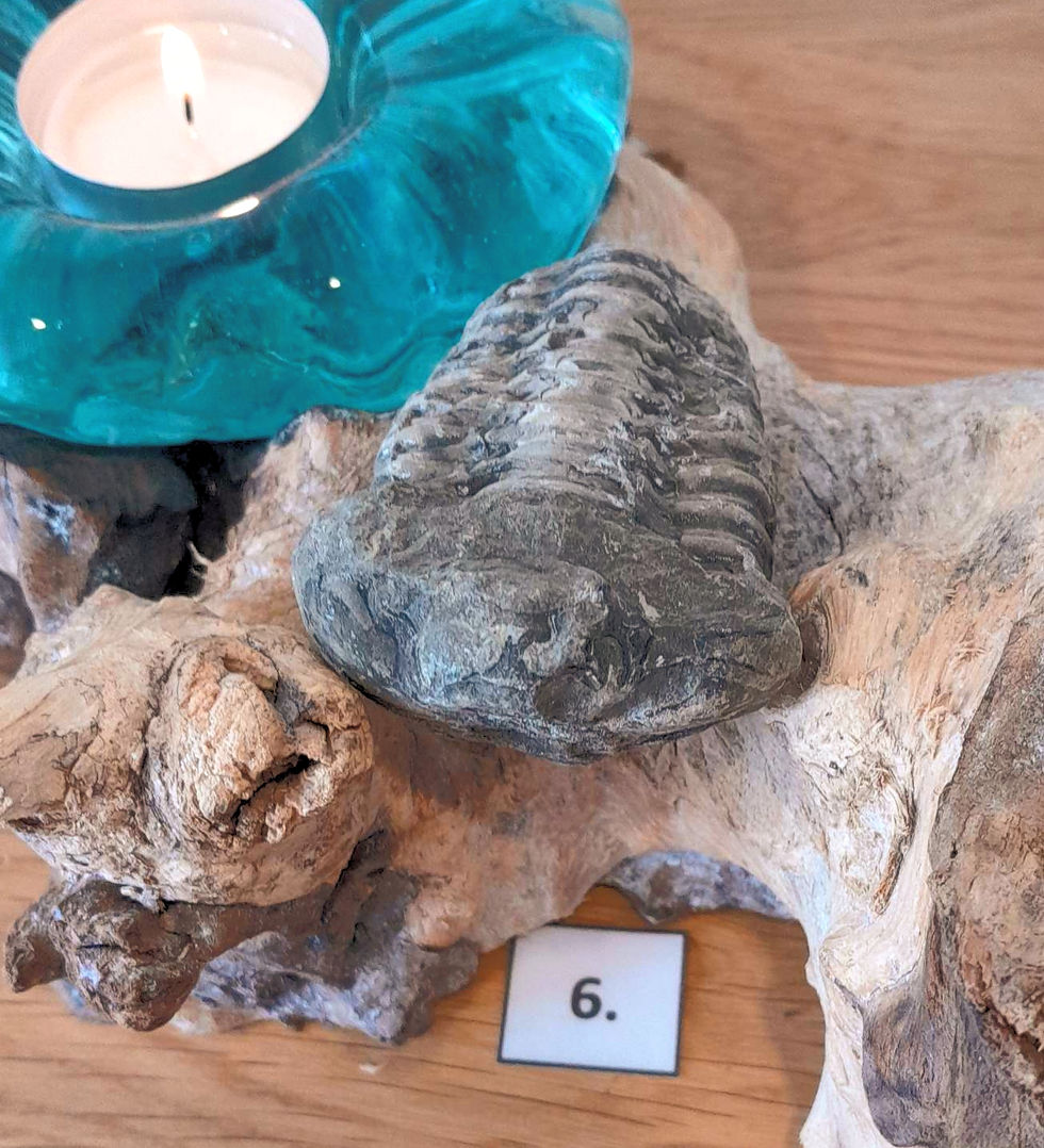 Miniaturbild: Trilobiten, Fossilien, Einzelstücke, verschiedene Größen
