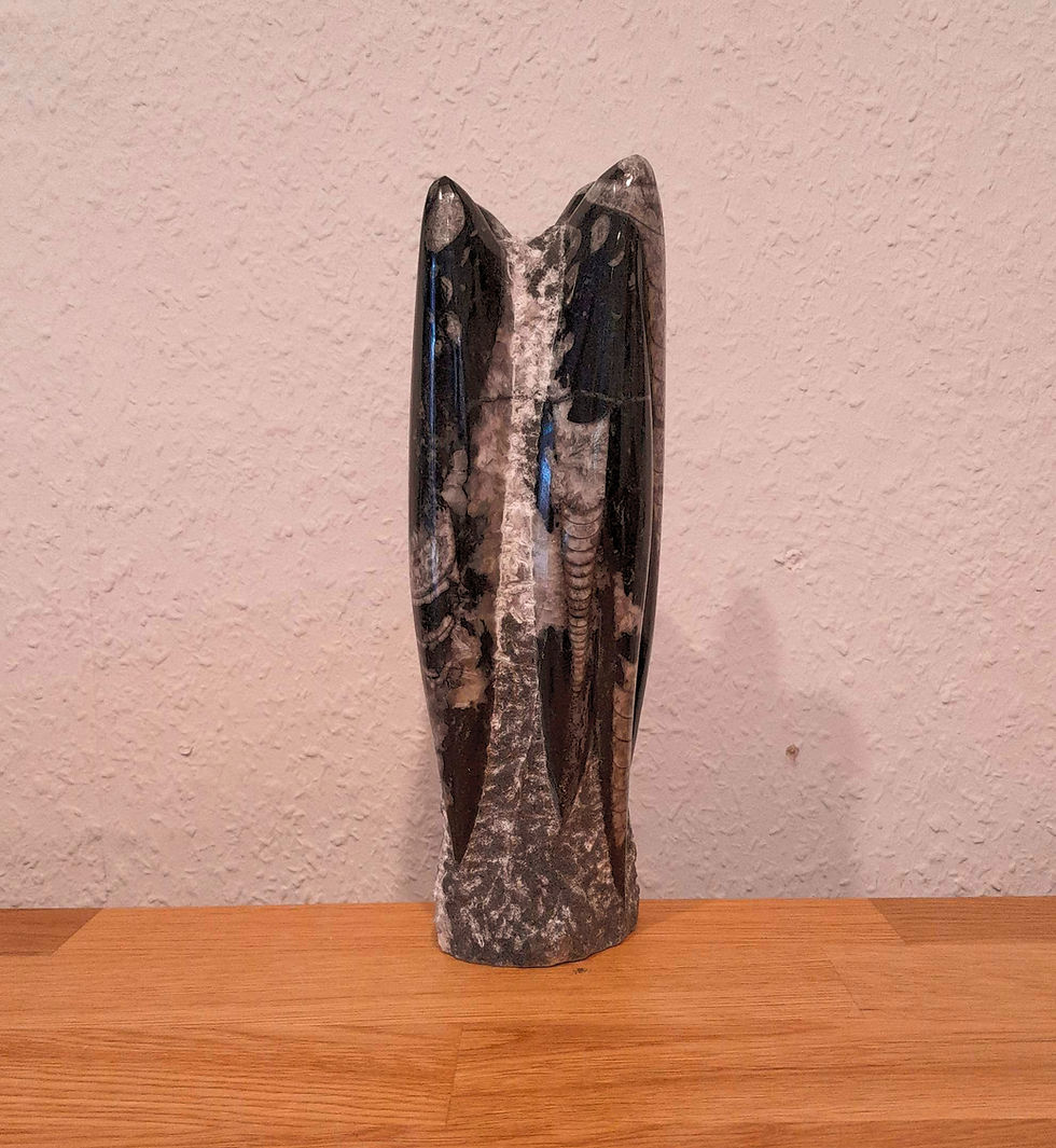 Miniaturbild: Orthoceras, Turm, versteinerte Kopffüßer im Gestein, Fossilien (IV)