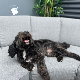 Black Groodle fresh groom, Skyes Paw Parlour