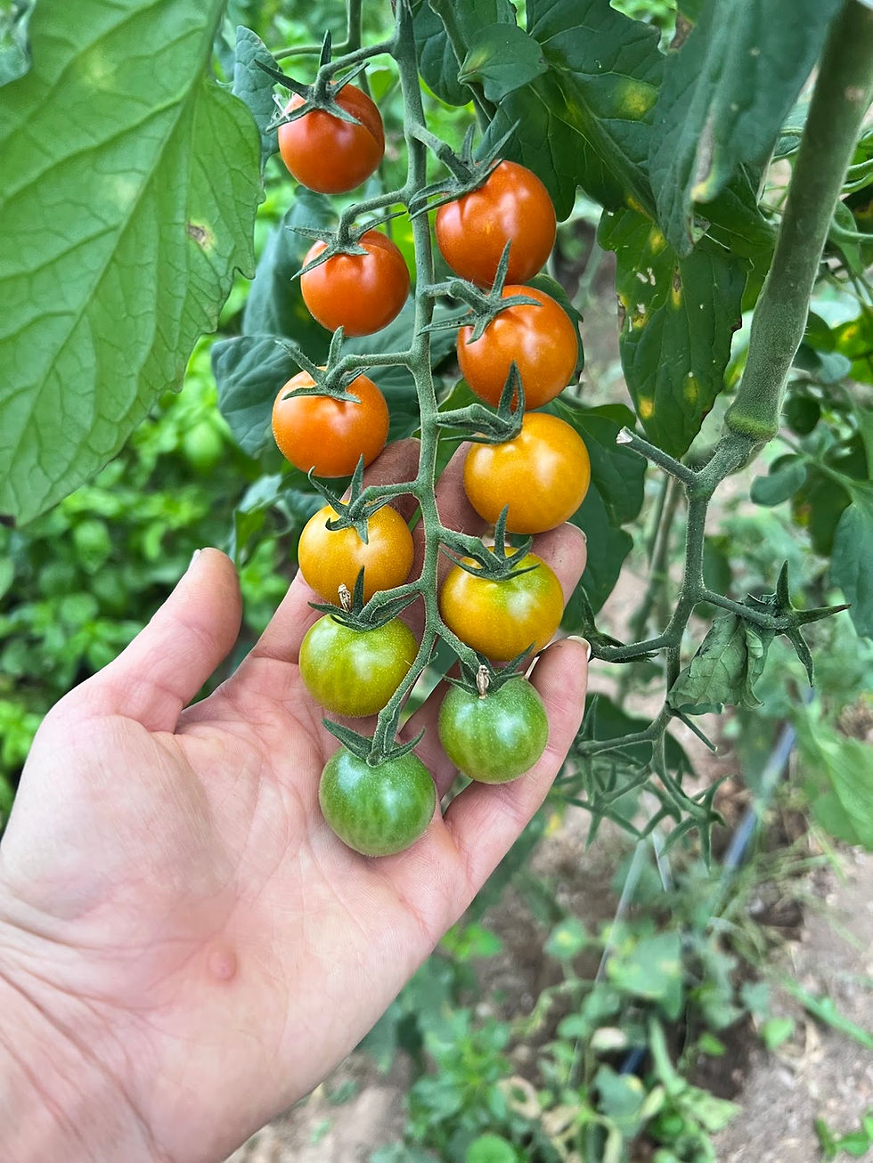 Thumbnail: Sun Gold (Hybrid)