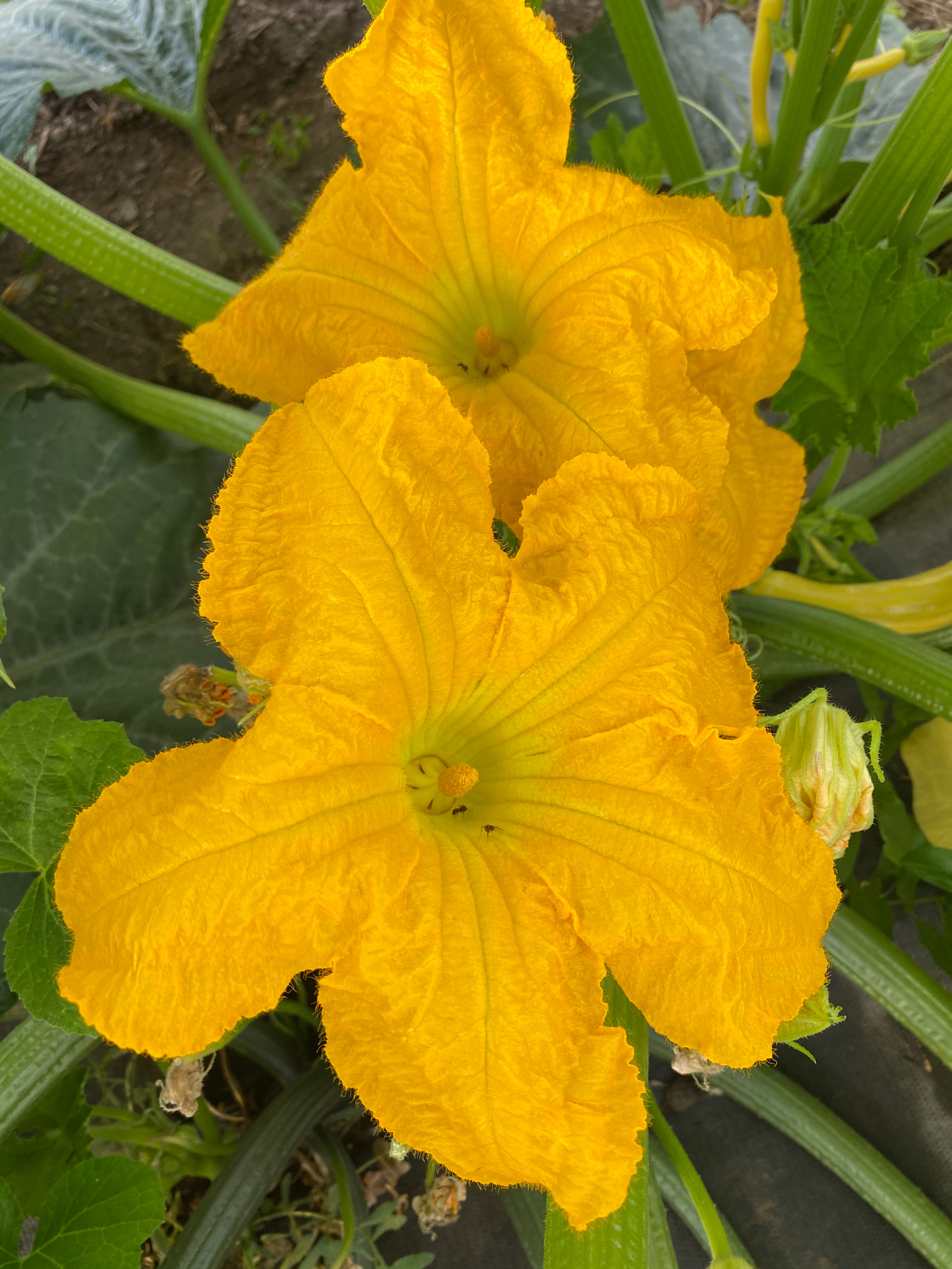 Squash Blossom - 1/2 doz