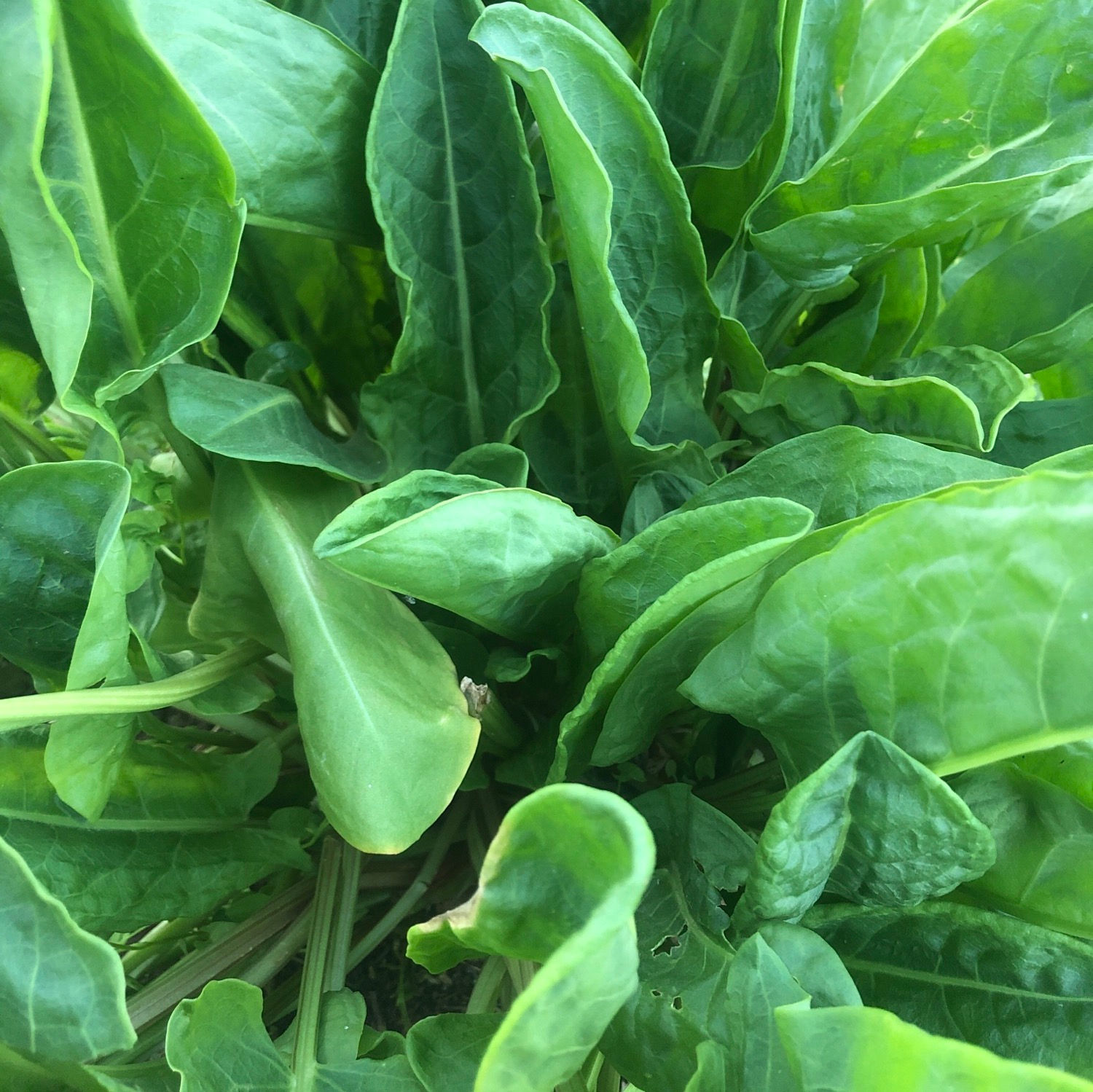 Sorrel - 1/2 lb