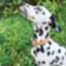 Dalmation Compressed.jpeg
