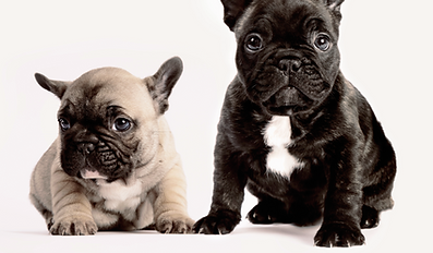 Two French Bulldogs