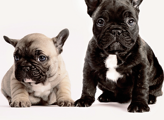 Two French Bulldogs