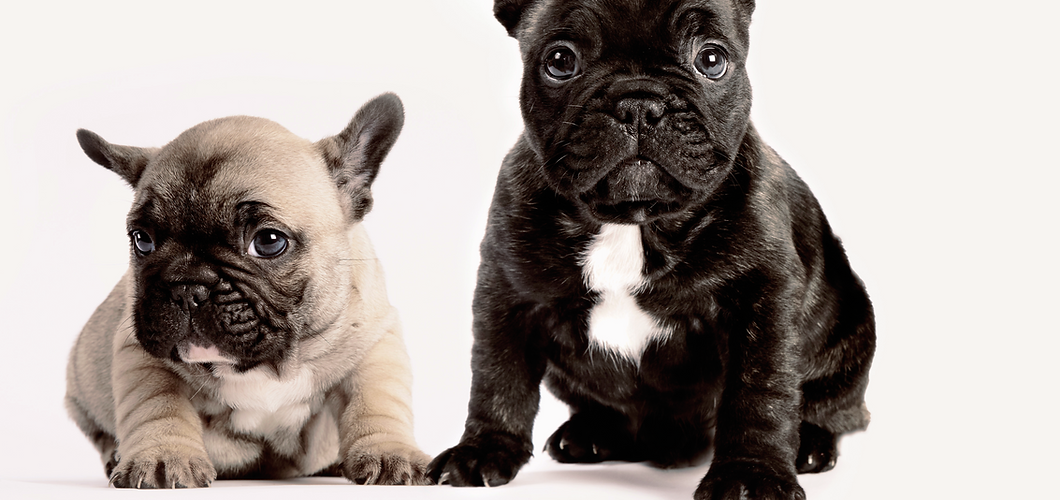 Two French Bulldogs