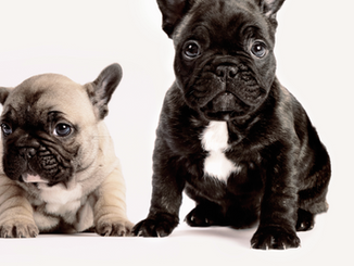 Two French Bulldogs