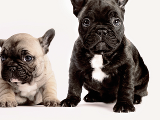 Two French Bulldogs