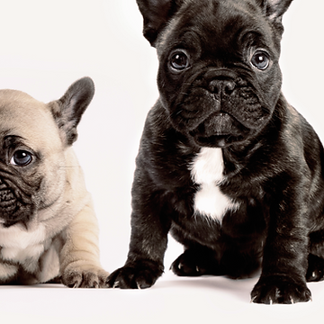 Two French Bulldogs