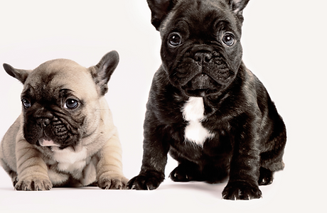 Two French Bulldogs