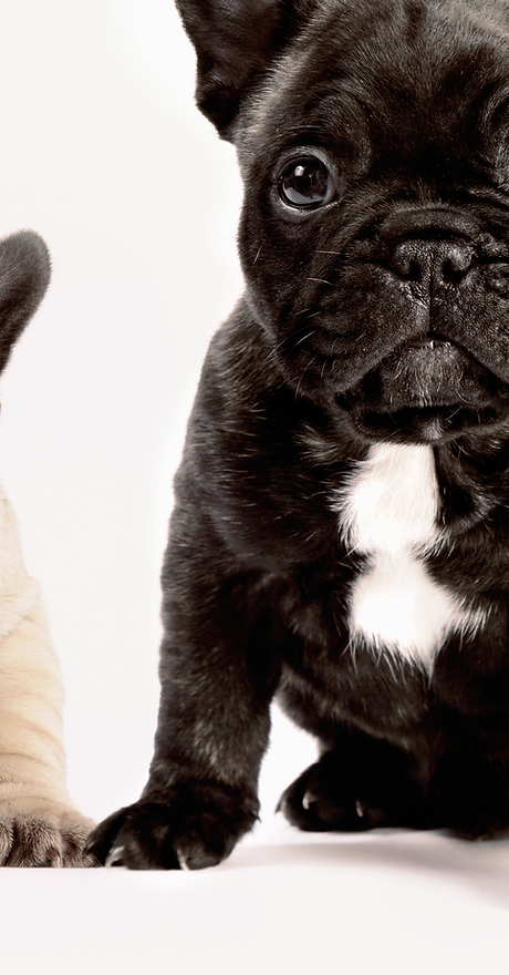 Two French Bulldogs