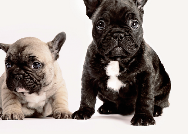 Two French Bulldogs