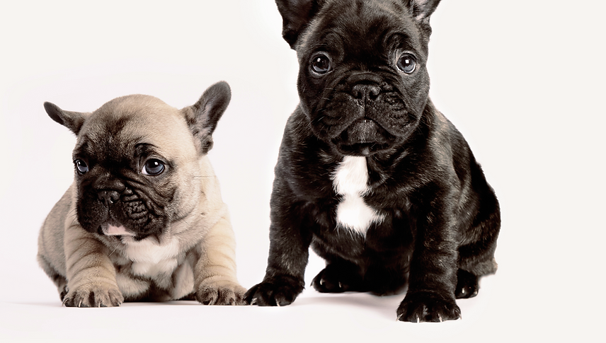 Two French Bulldogs