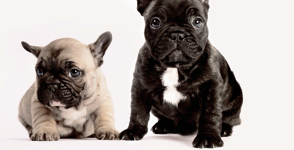 Two French Bulldogs