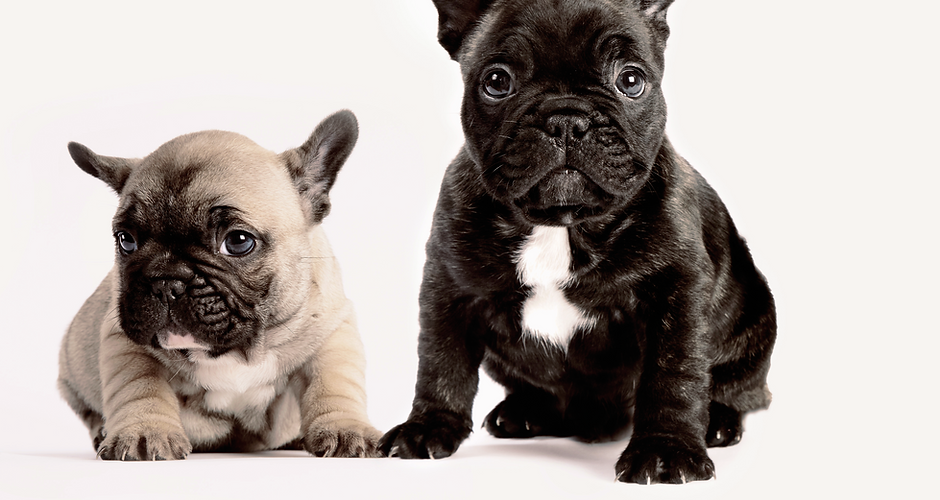 Two French Bulldogs