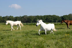 CAPInfini-CAVALetLibre-LesCoutelliers_36