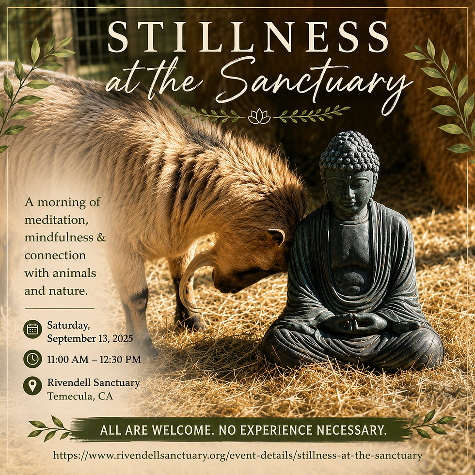 Stillness at the Sanctuary