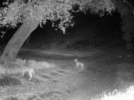 A Life with Coyotes