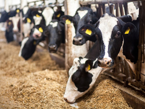 A Simple Test of Kindness: CA Farm Animal Confinement Initiative