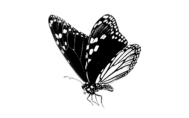 Butterfly bw.png