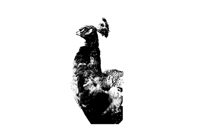 Peacock bw.png